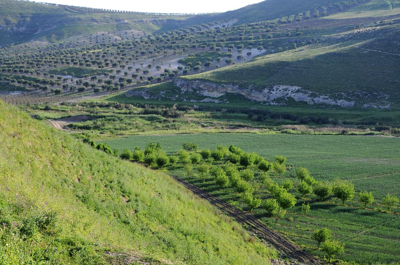 Syrian agricultural fields